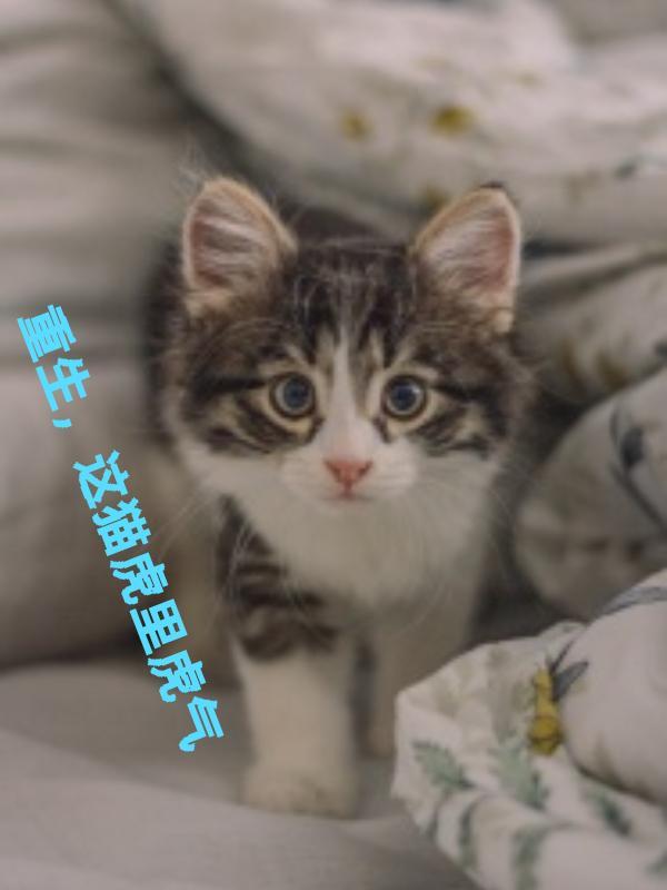 重生猫