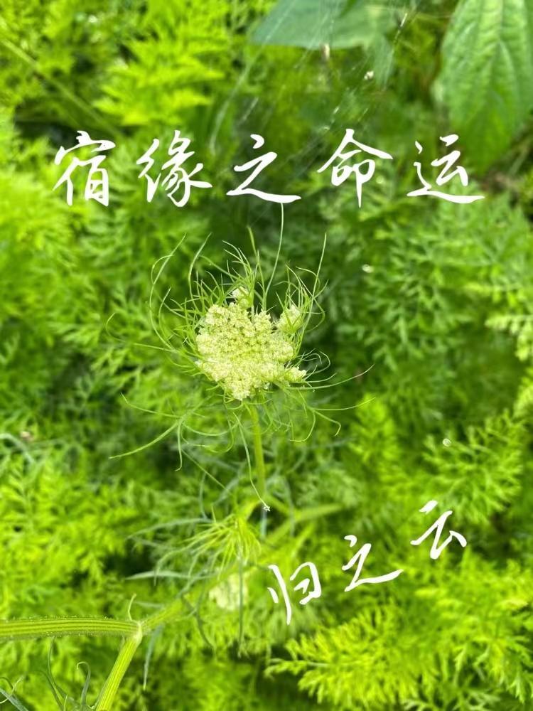 宿命缘分会有结果吗