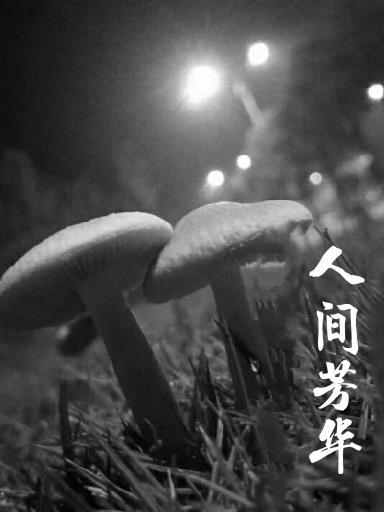 人间芳菲染是什么意思