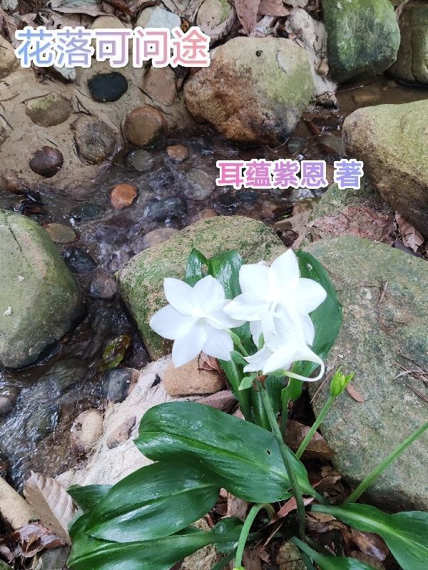 花落啥意思