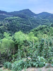 风水大师在都市